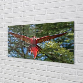 Obraz na akrylátovom skle Ara papagáj 100x50 cm