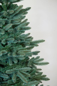 Jedlička strieborná 250cm