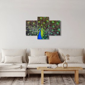 Obraz - Páv (90x60 cm)