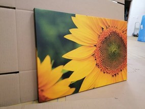 Obraz žltá slnečnica - 120x80