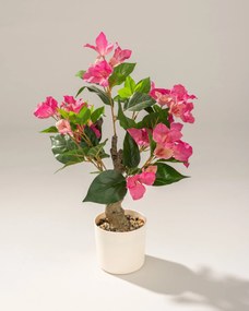 Buganvilea Mini v kvetináči 55 cm