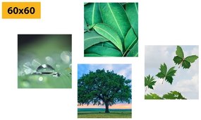 Set obrazov príroda plná zelene - 4x 60x60