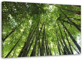 Gario Obraz na plátne Vrcholy bambusov Rozmery: 60 x 40 cm