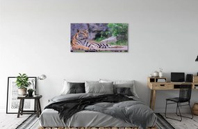 Obraz na akrylátovom skle Tiger v zoo 100x50 cm