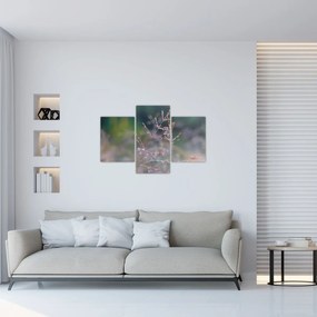 Obraz - Detail traviny (90x60 cm)