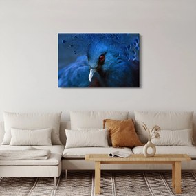 Obraz - Holub korunovaný (90x60 cm)