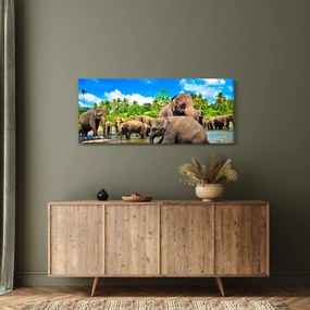 Obraz - Slony, Sri Lanka (120x50 cm)