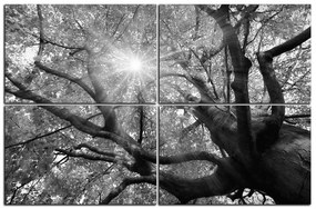 Obraz na plátne - Slnko cez vetvi stromu 1240QE (120x80 cm)