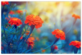 Obraz - Oranžové kvety (90x60 cm)
