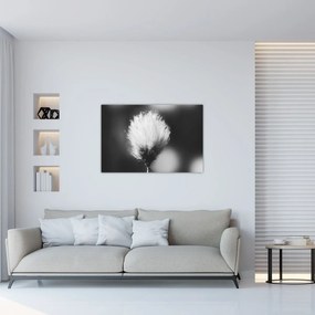 Obraz - Čiernobiely cottongrass (90x60 cm)