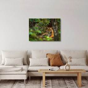Sklenený obraz odpočívajúceho tigra (70x50 cm)