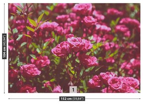Fototapeta Vliesová Ružové ruže 250x104 cm