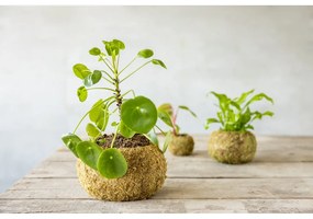 Kvetináč ø 20 cm Kokedama – Esschert Design