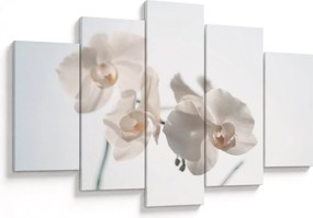 Obraz bielej orchidey (150x105 cm)
