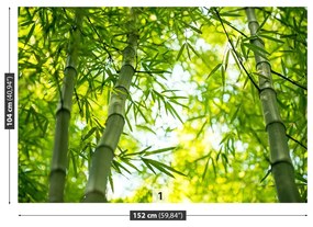 Fototapeta Vliesová Bambusové vetvy 416x254 cm