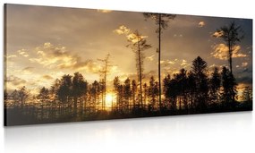 Obraz podvečer v lese - 120x60