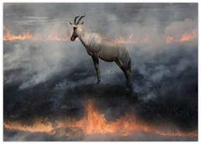 Obraz kamzíka v ohni (70x50 cm)