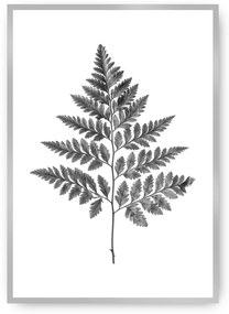 Plagát Fern Grey
