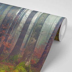 Samolepiaca fototapeta tajomstvo lesa (2)