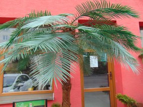Umelá ďatlová palma 230cm