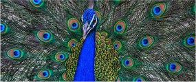 Obraz - Páv (120x50 cm)