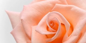 Obraz broskyňová ruža - 100x50