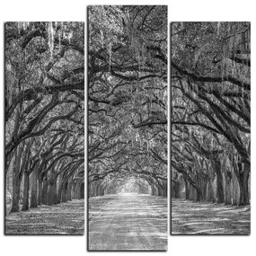 Obraz na plátne - Historické dubové stromy lemované poľnou cestou - štvorec 3239QC (75x75 cm)