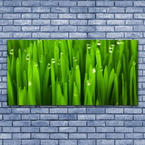 Obraz na akrylátovom skle Tráva príroda rastlina 120x60 cm