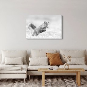 Obraz - Skákajúca líška, čiernobiela (90x60 cm)