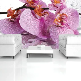 Fototapeta - Orchidea (254x184 cm)