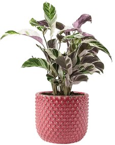 Keramický kvetináč Bolino ružový 14x13 cm