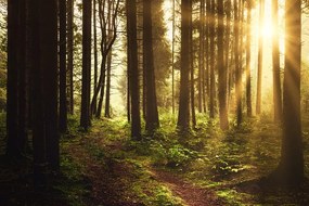 Fototapeta les v ranných lúčoch slnka