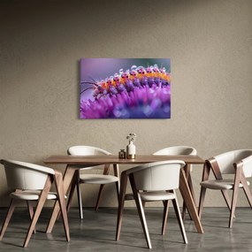 Obraz - Húsenica (90x60 cm)