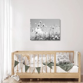 Sklenený obraz - Boho bunny tail grass (70x50 cm)