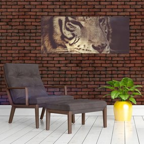 Obraz tigra (120x50 cm)