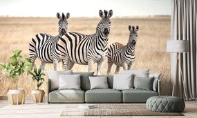 Fototapeta tri zebry v savane - 150x100