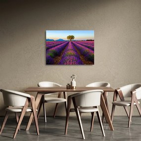 Sklenený obraz - Levanduľové pole (70x50 cm)