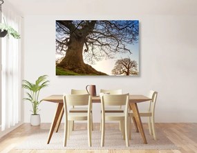 Obraz symbióza stromov Varianta: 120x80