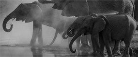 Obraz slonov - čiernobiely (120x50 cm)