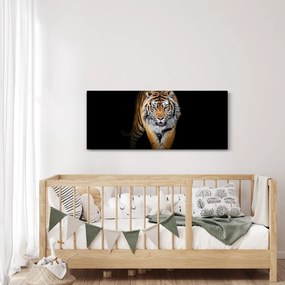 Obraz - Tiger (120x50 cm)