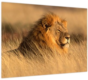 Obraz - Národný park Etosha (70x50 cm)