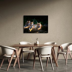 Sklenený obraz - Tigrii bratia (70x50 cm)