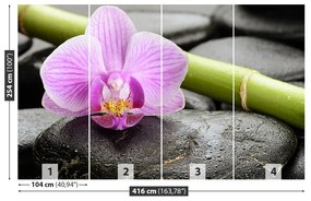 Fototapeta Vliesová Orchidea kamene 250x104 cm