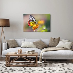 Obraz motýľa na kvete (90x60 cm)