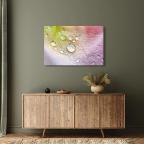 Obraz - Kvapky rosy (90x60 cm)