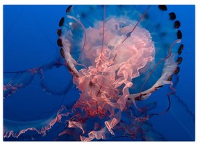 Sklenený obraz medúzy (70x50 cm)