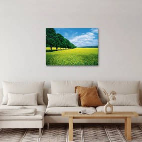 Obraz poľa s alejou (70x50 cm)