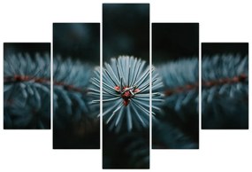 Obraz vetvičky ihličnatého stromu (150x105 cm)