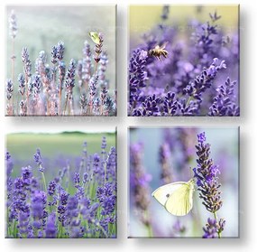 Obraz na stenu Lavender dream | rôzne rozmery