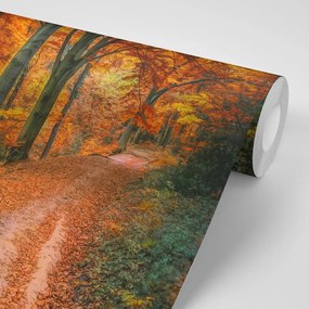 Samolepiaca fototapeta les v jesennom období - 150x100